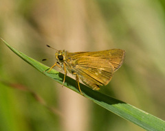 Parnara amalia