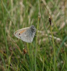 Coenonympha tullia chatiparae