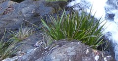 Lomandra hystrix