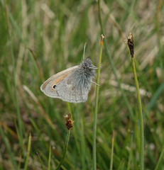 Coenonympha tullia chatiparae