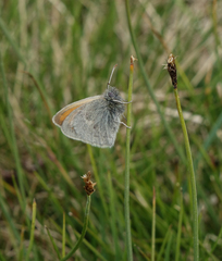 Coenonympha tullia chatiparae