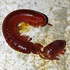 Trigoniulus corallinus