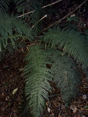 Leptopteris ×intermedia