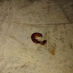 Trigoniulus corallinus