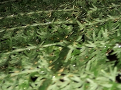 Leptopteris ×intermedia