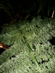 Leptopteris ×intermedia