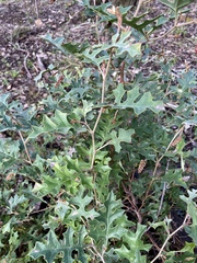 Grevillea dryophylla