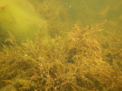 Fontinalis dalecarlica