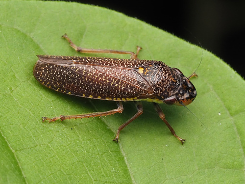 speckled sharpshooter