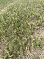 Artemisia adamsii