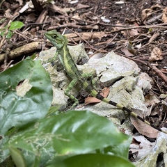 Diploderma polygonatum polygonatum