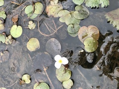 Hydrocharis morsus-ranae