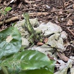 Diploderma polygonatum polygonatum