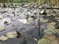 Hydrocharis morsus-ranae