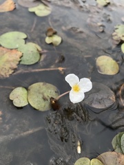 Hydrocharis morsus-ranae