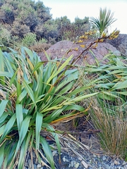 Phormium cookianum