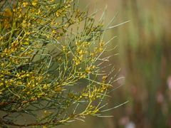 Acacia euthycarpa
