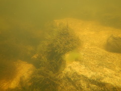 Fontinalis dalecarlica