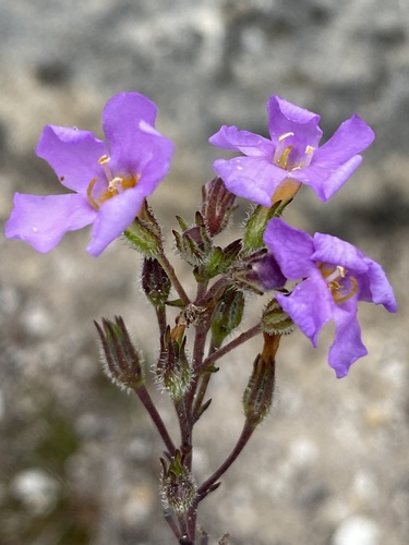 Chaenostoma placidum (Chaenostoma placidum)