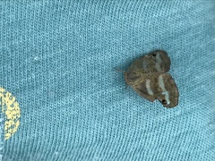 Orosanga japonicus