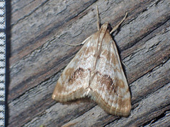 Evergestis lunulalis