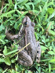 Pelophylax ridibundus