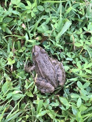 Pelophylax ridibundus