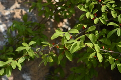 Erythroxylum havanense