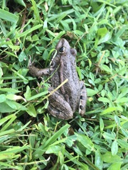 Pelophylax ridibundus