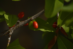 Erythroxylum havanense