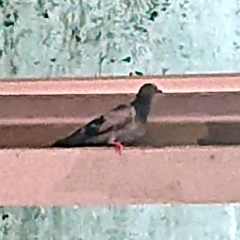 Columba livia domestica