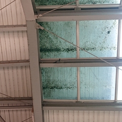 Columba livia domestica