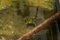 Lithobates spectabilis