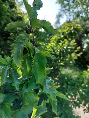 Carpinus orientalis