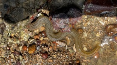 Spotted Eel-Blenny photo 4