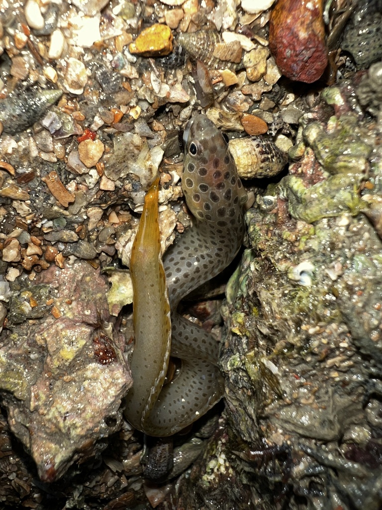 Spotted Eel-Blenny
