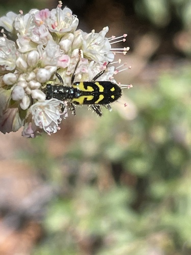 iNaturalist observation photo of Ornate Checkered Beetle
