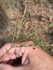 Phyllanthus virgatus