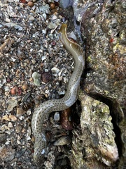 Spotted Eel-Blenny photo 2