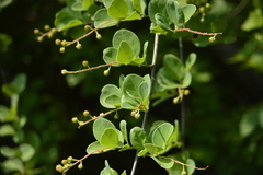 Stegnosperma halimifolium