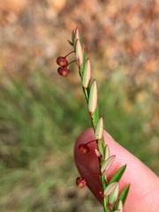 Phyllanthus virgatus