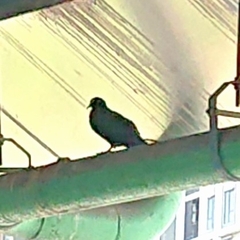 Columba livia domestica