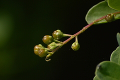 Stegnosperma halimifolium