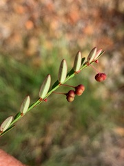 Phyllanthus virgatus