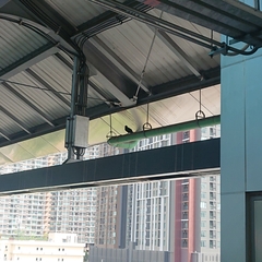 Columba livia domestica