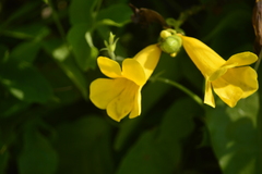 Adenocalymma inundatum