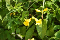 Adenocalymma inundatum