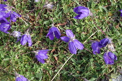 Campanula saxifraga