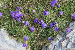 Campanula saxifraga