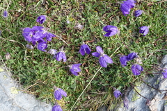 Campanula saxifraga